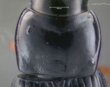 Media type: image;   Entomology 614663 Aspect: pronotum dorsal